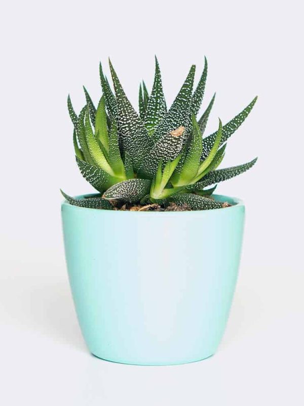 plant6 free img