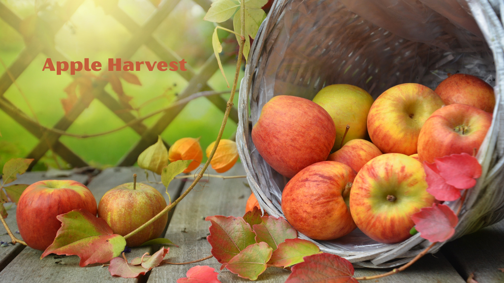 apple harvest